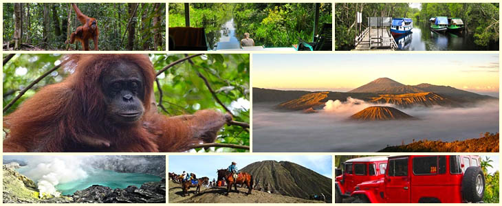 Orangutan Ausflug und Java